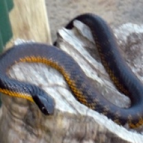 tiger snake (Esperance)