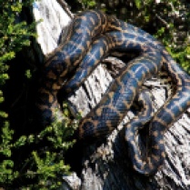 Western carpet python (Cape Naturaliste)